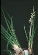 Beschreibung: C:\Users\Barbara\Desktop\omi\Tabelle101-150-Dateien\image004.jpg